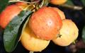 NUVAR® Marble crab-apple trees
