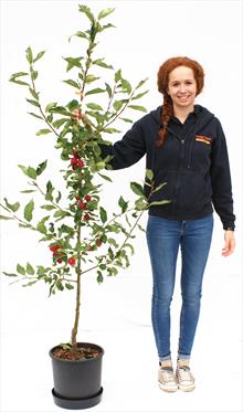 Malus Pink Glow crab apple tree