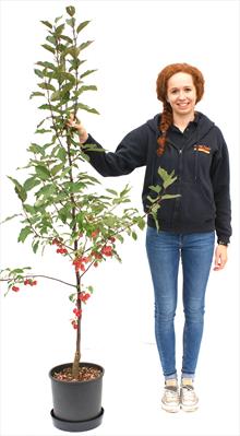 Malus Red Obelisk crab apple tree