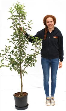 Malus Rosehip crab apple tree