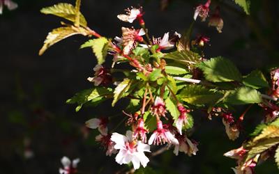 Mikinori flowering Fuji cherry