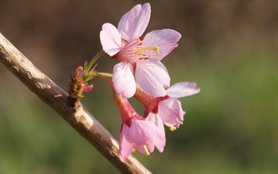Okame cherry blossom