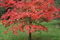 Osakazuki japanese maple trees