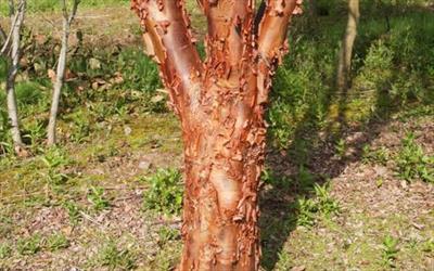 Paper-bark maple