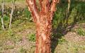 Paper-bark maple maple