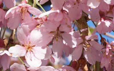 Pendula Rubra flowering cherry blossom
