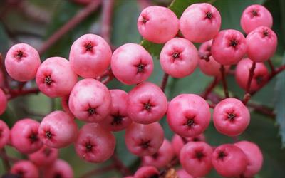 Pink Pearl rowan