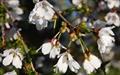 Frilly Frock flowering cherry tree