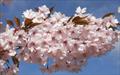 Horinji japanese flowering cherry