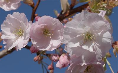 Prunus Ichiyo cherry blossom
