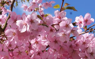 Prunus Jacqueline flowering cherry blossom