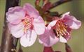 Kursar flowering cherry tree