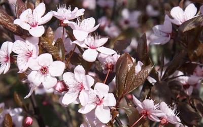 Prunus Nigra flowering cherry