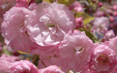 Prunus Pink Perfection flowering cherry blossom