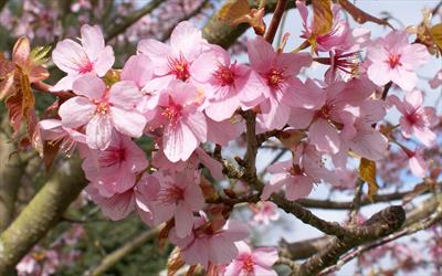 Prunus sargentii flowering cherry blossom