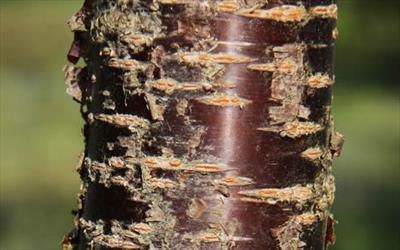 Prunus Schmittii bark