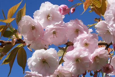 Prunus Spire flowering cherry blossom