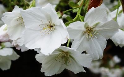 Prunus Tai-haku blossom