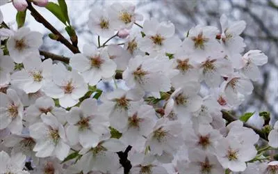 Yoshino Flowering Cherry Tree For Sale From Pippin Trees