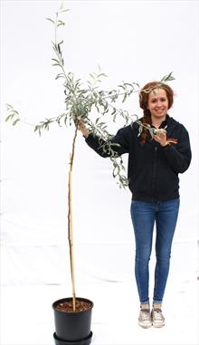 Pyrus Salicifolia Pendula pear tree top worked 120cm