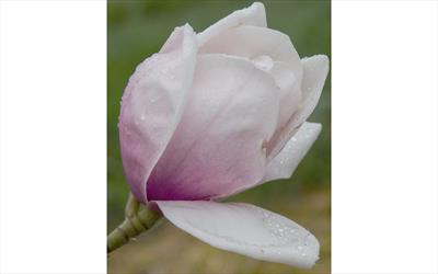 Rebecca's Perfume magnolia flower
