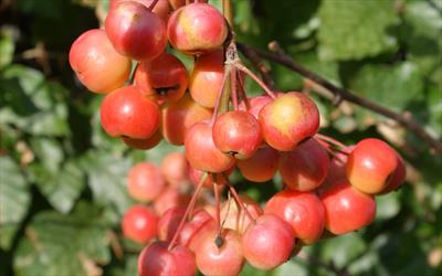 Malus x robusta Red Sentinel crab-apple trees for sale