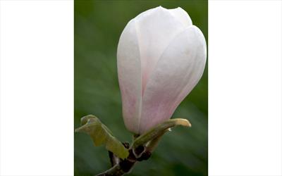 Sayonara magnolia flower