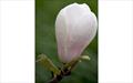 Sayonara magnolia