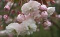 Shirofugen japanese flowering cherry