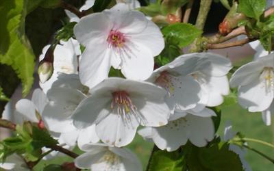 Prunus Incisa X Speciosa Snow Goose Flowering Cherry Tree For Sale