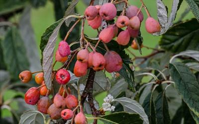 Emiel whitebeam