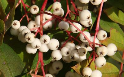 Sorbus helenae rowan