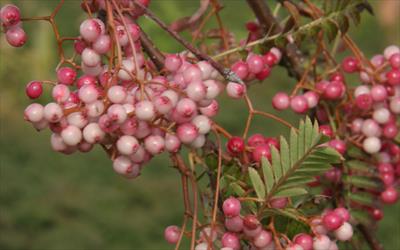 See also Sorbus pseudovilmorinii