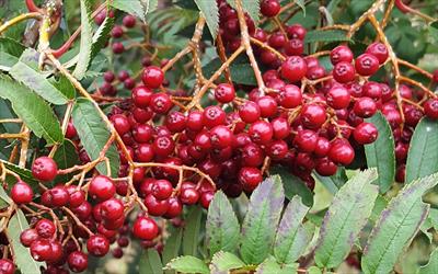 Rose Queen rowan