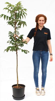 Sorbus sargentiana