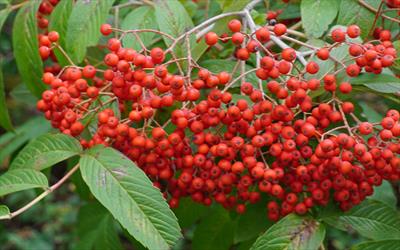 Sorbus sargentiana rowan
