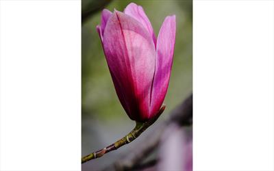 Spectrum magnolia flower
