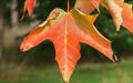 Sugar Maple maple