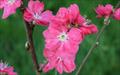 Terute-beni flowering peach