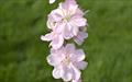Terute-momo flowering cherry tree