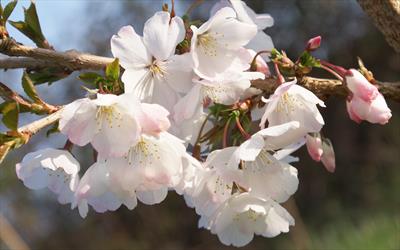 Prunus Beni Higan x Prunus x yedoensis The Bride flowering cherry tree ...