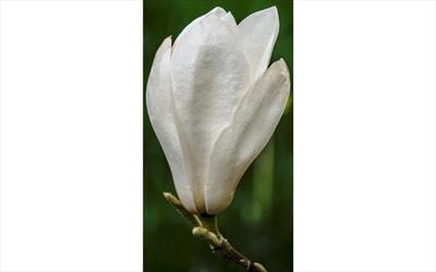 Tina Durio magnolia flower