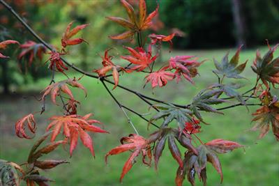 Trompenburg japanese maple leaves