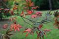 Trompenburg japanese maple trees