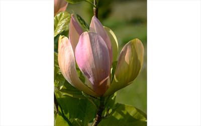 Woodsman magnolia blossom