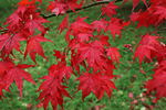 Trees for autumn colour