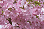 Trees for spring blossom