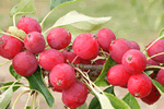 Tree with persistent fruitlets