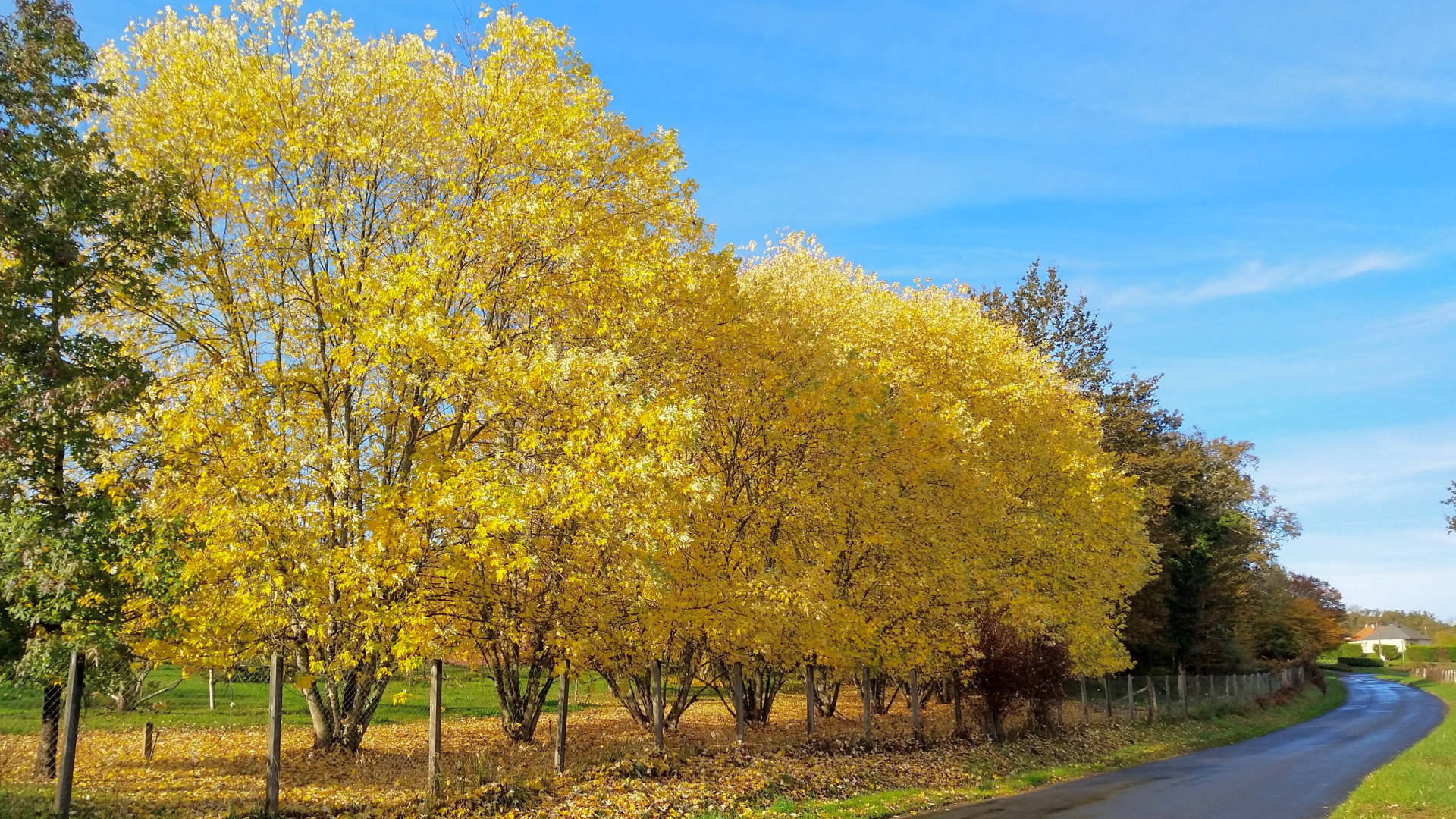 Trees with golden yellow leaf colours on a sunny autumn day